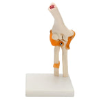 Elbow joint model