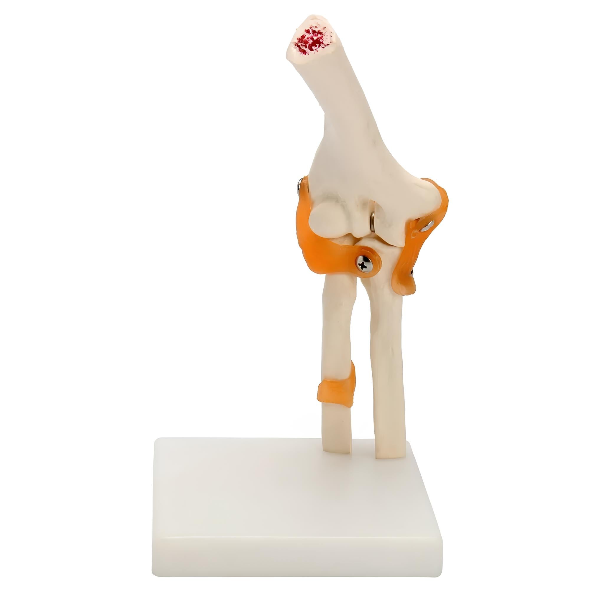 Elbow joint model