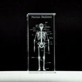 3D glass human skeleton model