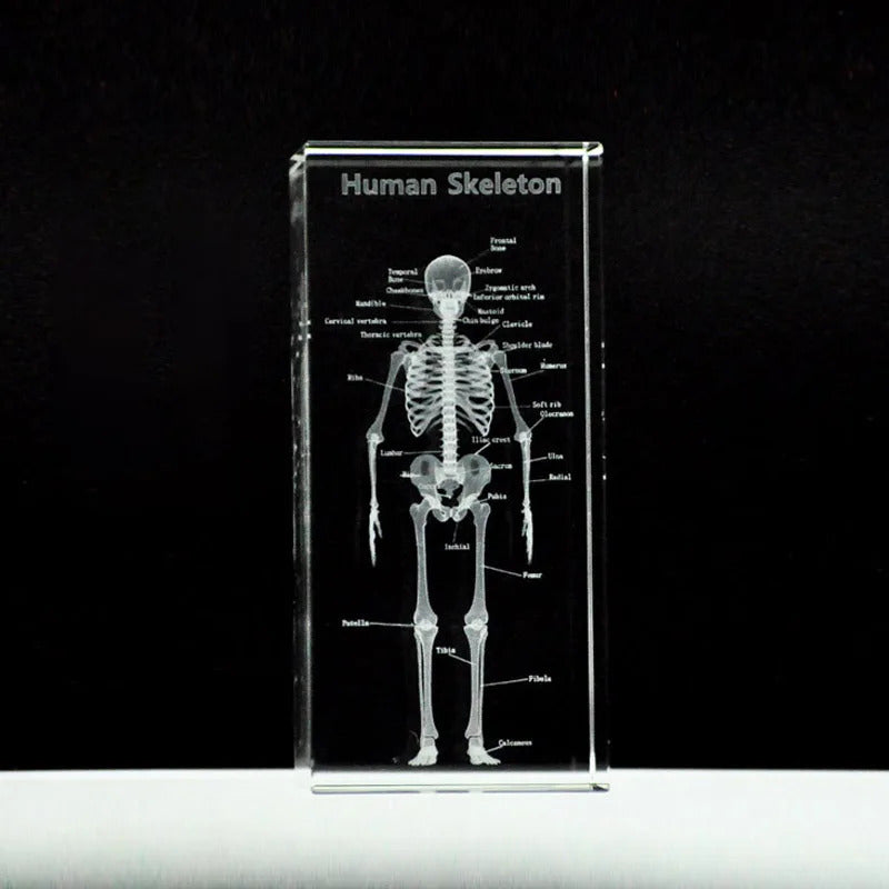 3D glass human skeleton model