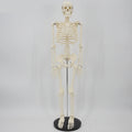 Human movable skeleton model 85cm