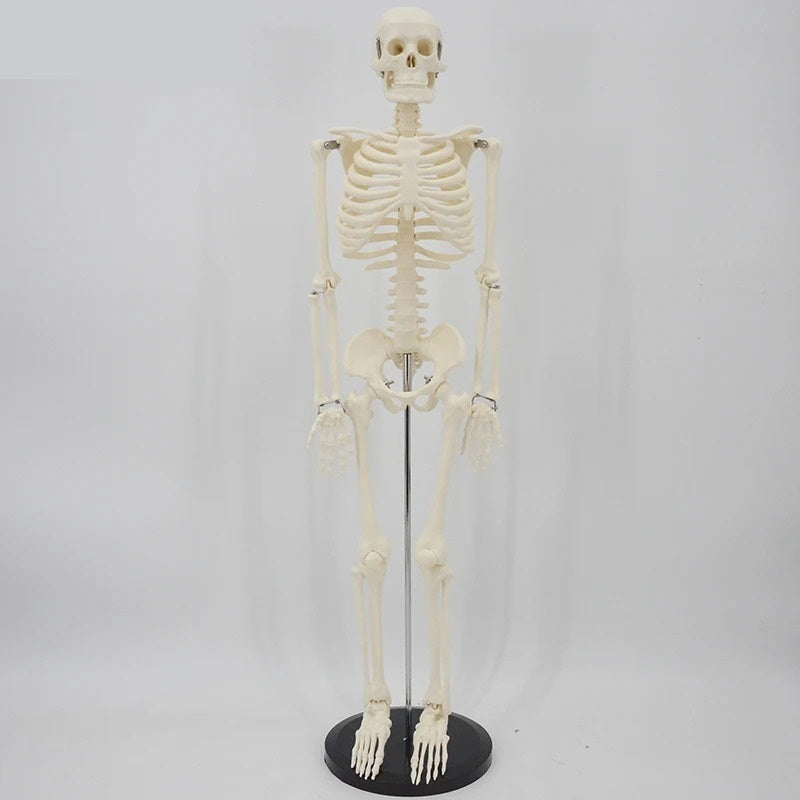 Human movable skeleton model 85cm