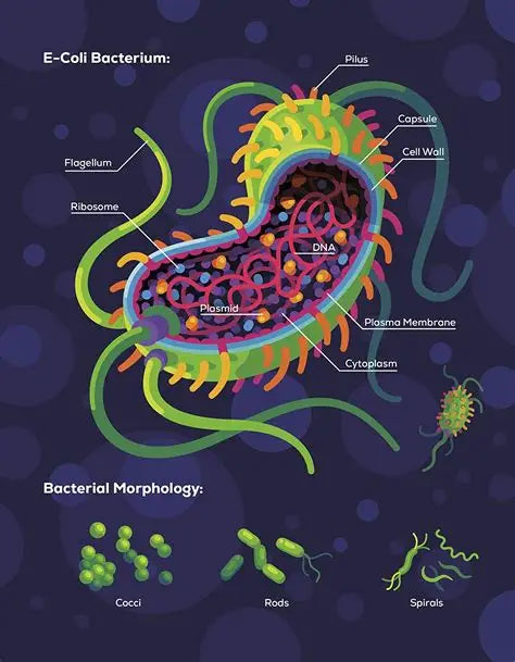 Immune: A Journey into the Mysterious System That Keeps You Alive