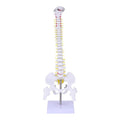 Spinal column model