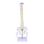 Spinal column model