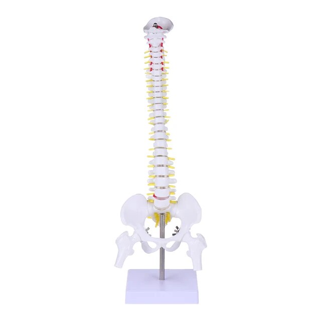 Spinal column model