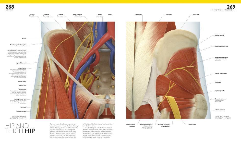 The Complete Human Body. The Definitive Visual Guide / Alice Roberts