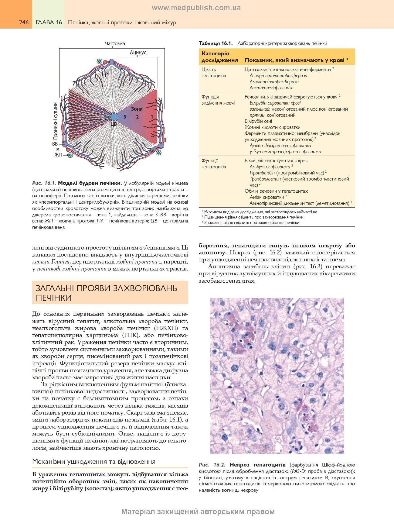 Robbins Basic Pathology: In 2 Volumes. Volume 2 / Vinay Kumar, Abul K. Abbas, Jon C. Aster; translated from the 10th English edition