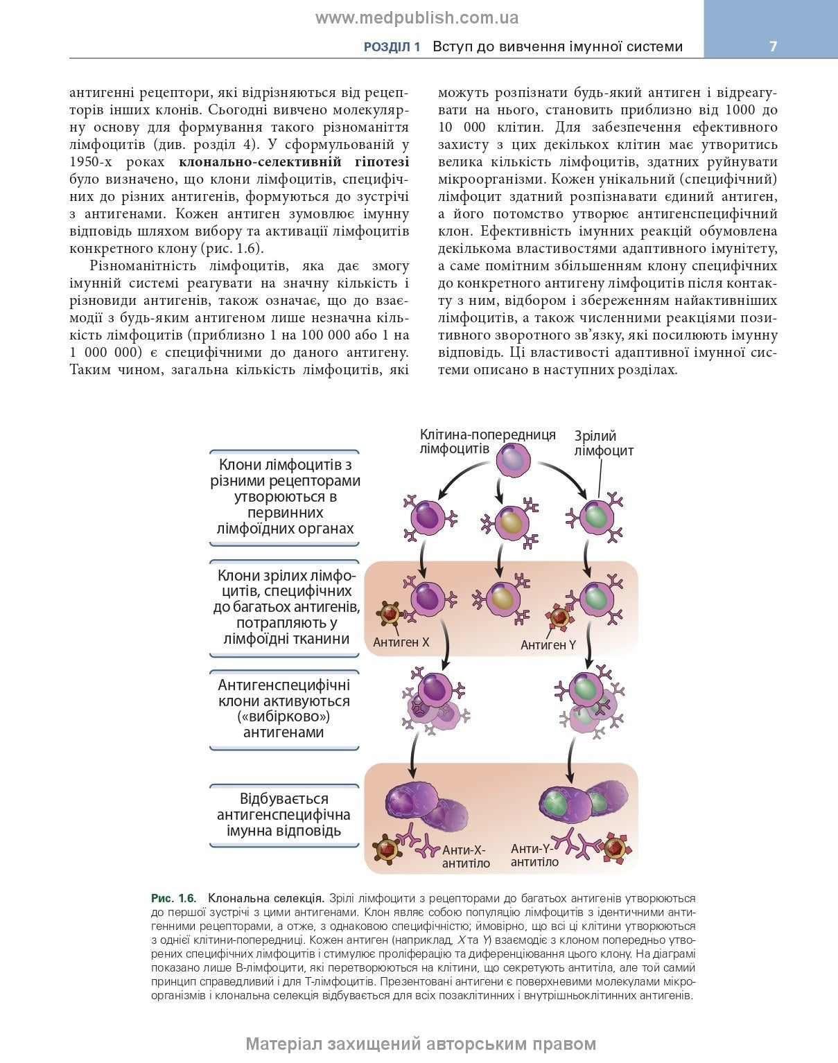 Basic Immunology: Functions and Disorders of the Immune System, 6th Edition / Abul K. Abbas, Andrew H. Lichtman, Shiv Pillai