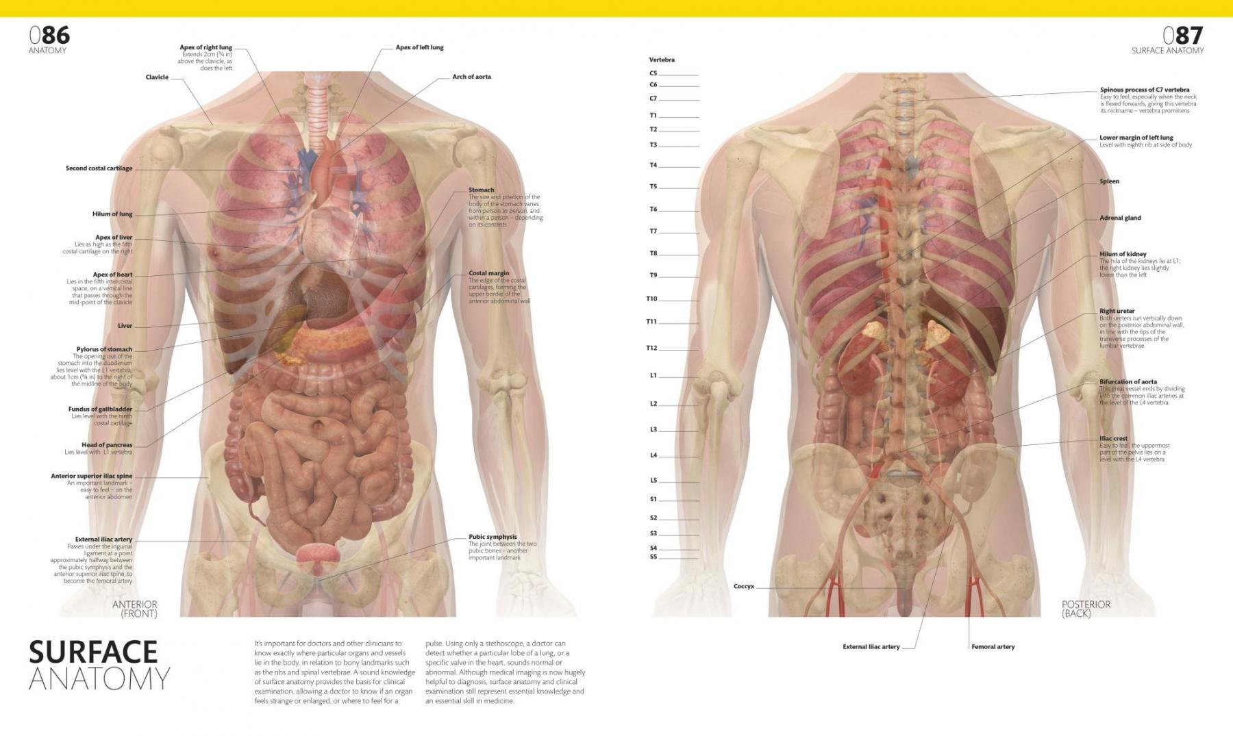 The Complete Human Body. The Definitive Visual Guide / Alice Roberts