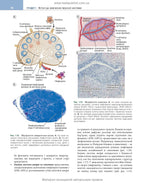 Basic Immunology: Functions and Disorders of the Immune System, 6th Edition / Abul K. Abbas, Andrew H. Lichtman, Shiv Pillai