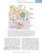 Basic Immunology: Functions and Disorders of the Immune System, 6th Edition / Abul K. Abbas, Andrew H. Lichtman, Shiv Pillai