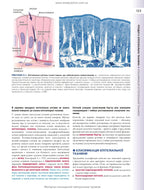 Histology: A Text and Atlas. With Correlated Cell and Molecular Biology: 8th Edition: In 2 Volumes. Volume 1 / Wojciech Pawlina, Michael H. Ross