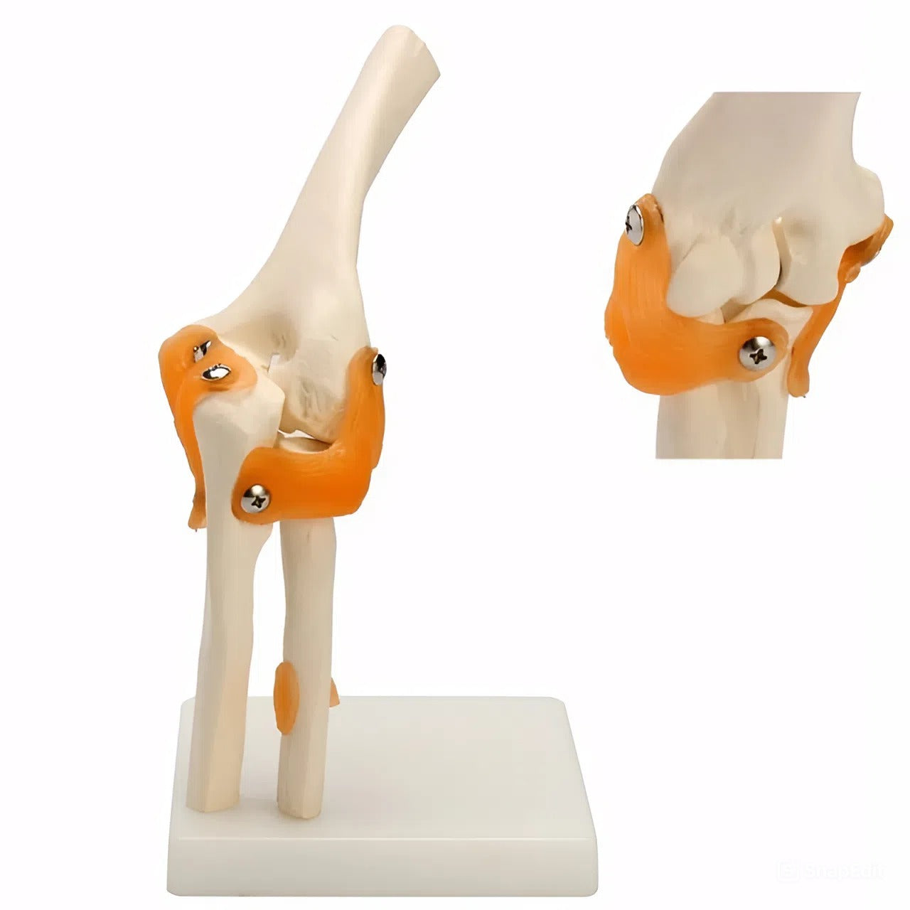 Elbow joint model
