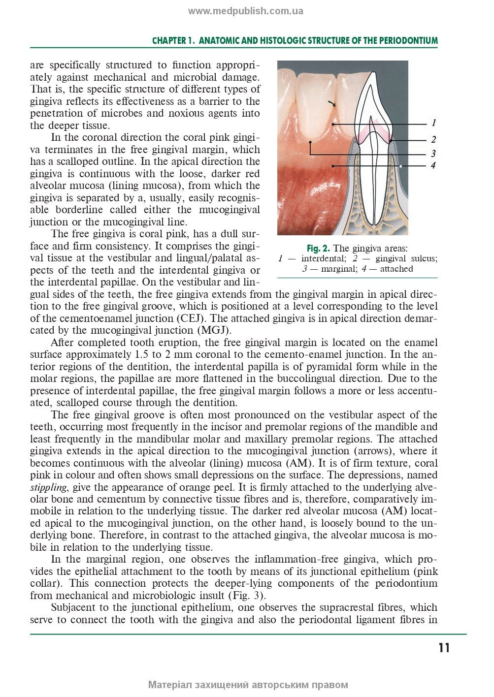 Periodontal and oral mucosa diseases - P2 / A.V.Borysenko