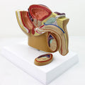 Model of the male reproductive system in cross-section