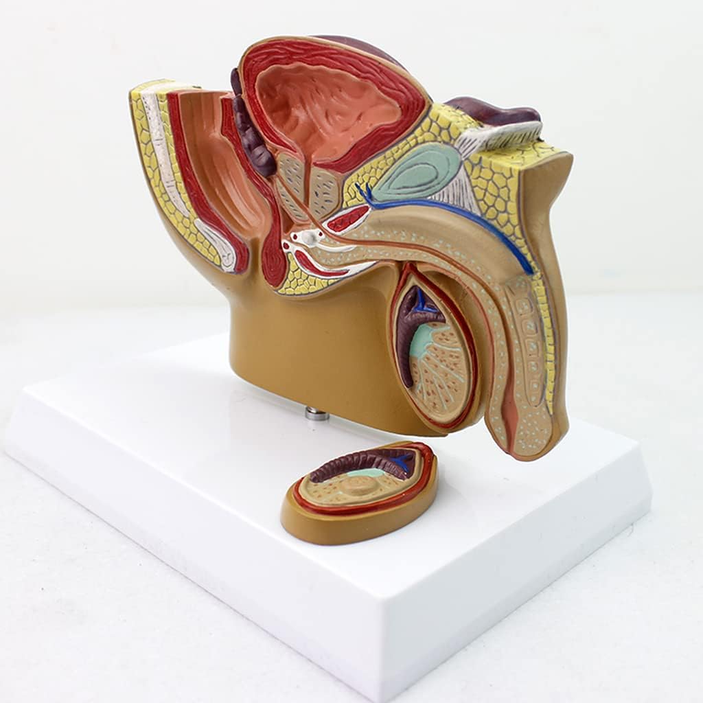 Model of the male reproductive system in cross-section
