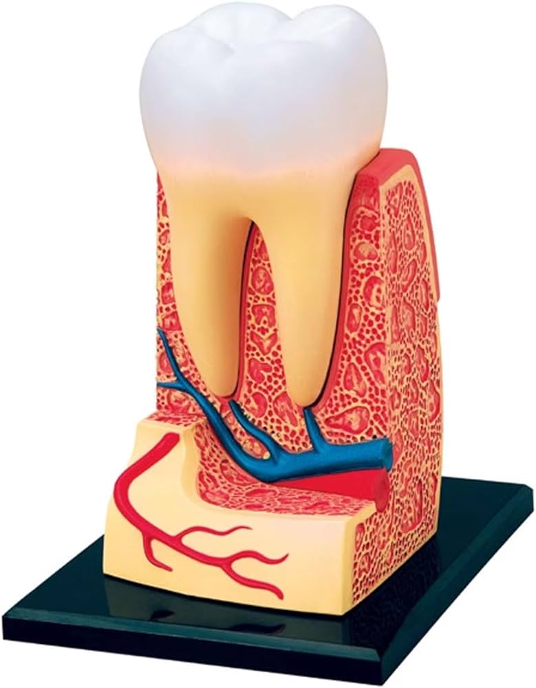 4D Tooth Model