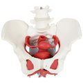 Pelvic Floor Model with Organs and Muscles