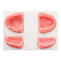 Dental model for surgical practice
