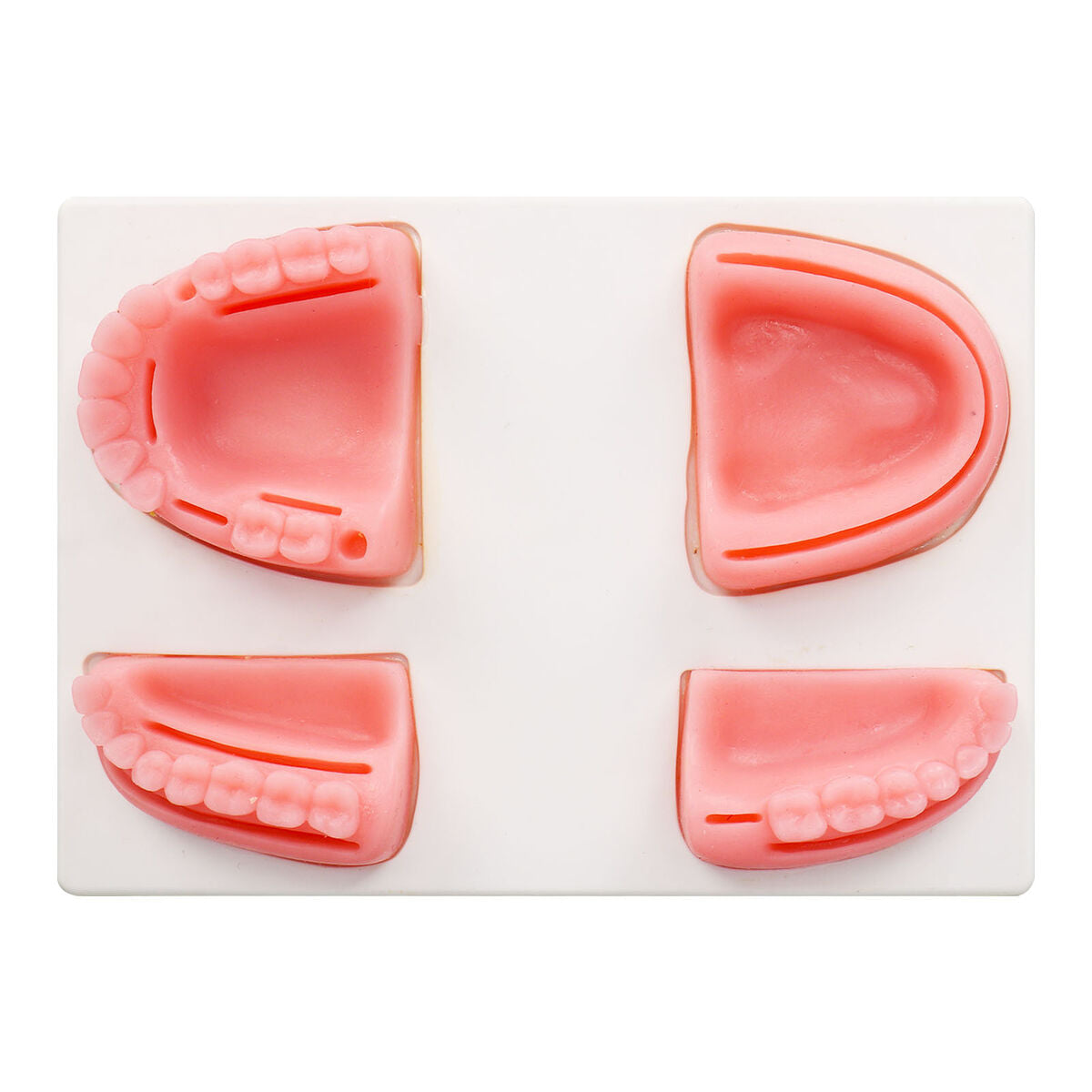 Dental model for surgical practice