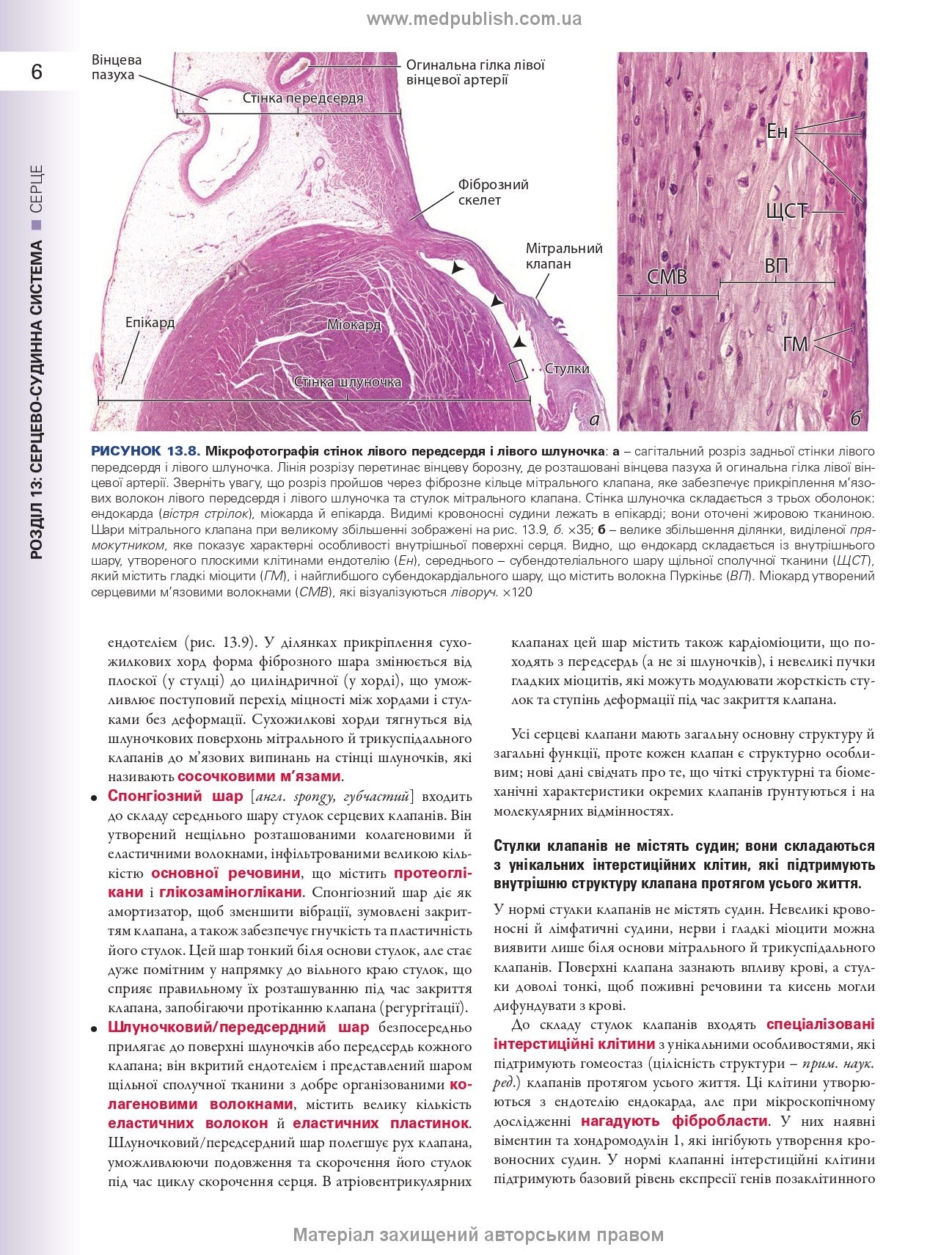 Histology: A Text and Atlas. With Correlated Cell and Molecular Biology: 8th Edition: In 2 Volumes. Volume 2 / Wojciech Pawlina, Michael H. Ross