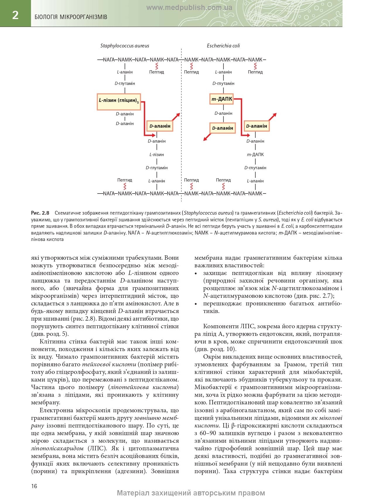 Medical Microbiology. A Guide to Microbial Infections: Pathogenesis, Immunity, Laboratory Diagnosis and Control: 19th Edition: in 2 Volumes. Volume 1 / Michael R. Barer, Will Irving, Andrew Swann, Nelun Perera