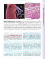 Histology: A Text and Atlas. With Correlated Cell and Molecular Biology: 8th Edition: In 2 Volumes. Volume 2 / Wojciech Pawlina, Michael H. Ross
