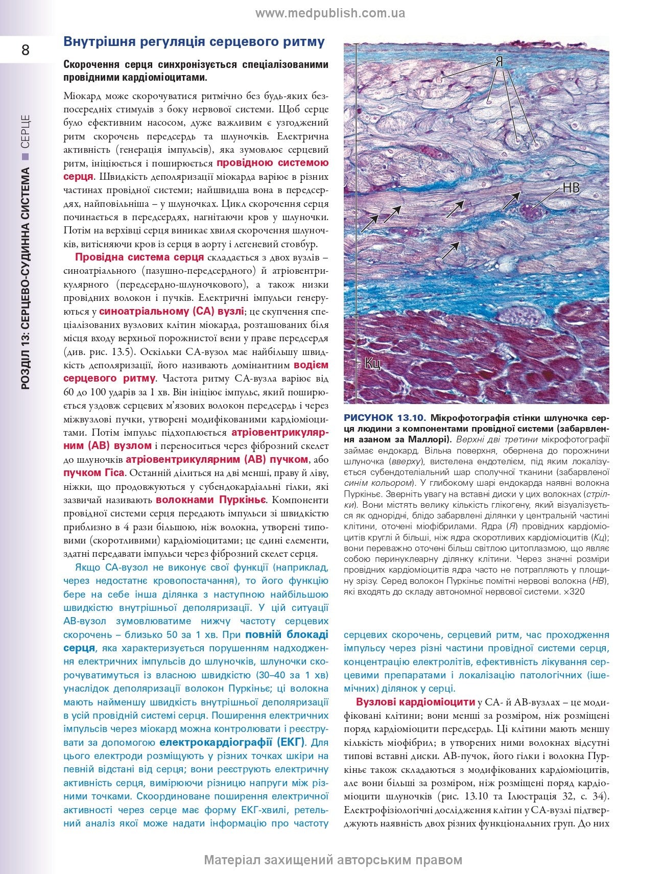 Histology: A Text and Atlas. With Correlated Cell and Molecular Biology: 8th Edition: In 2 Volumes. Volume 2 / Wojciech Pawlina, Michael H. Ross