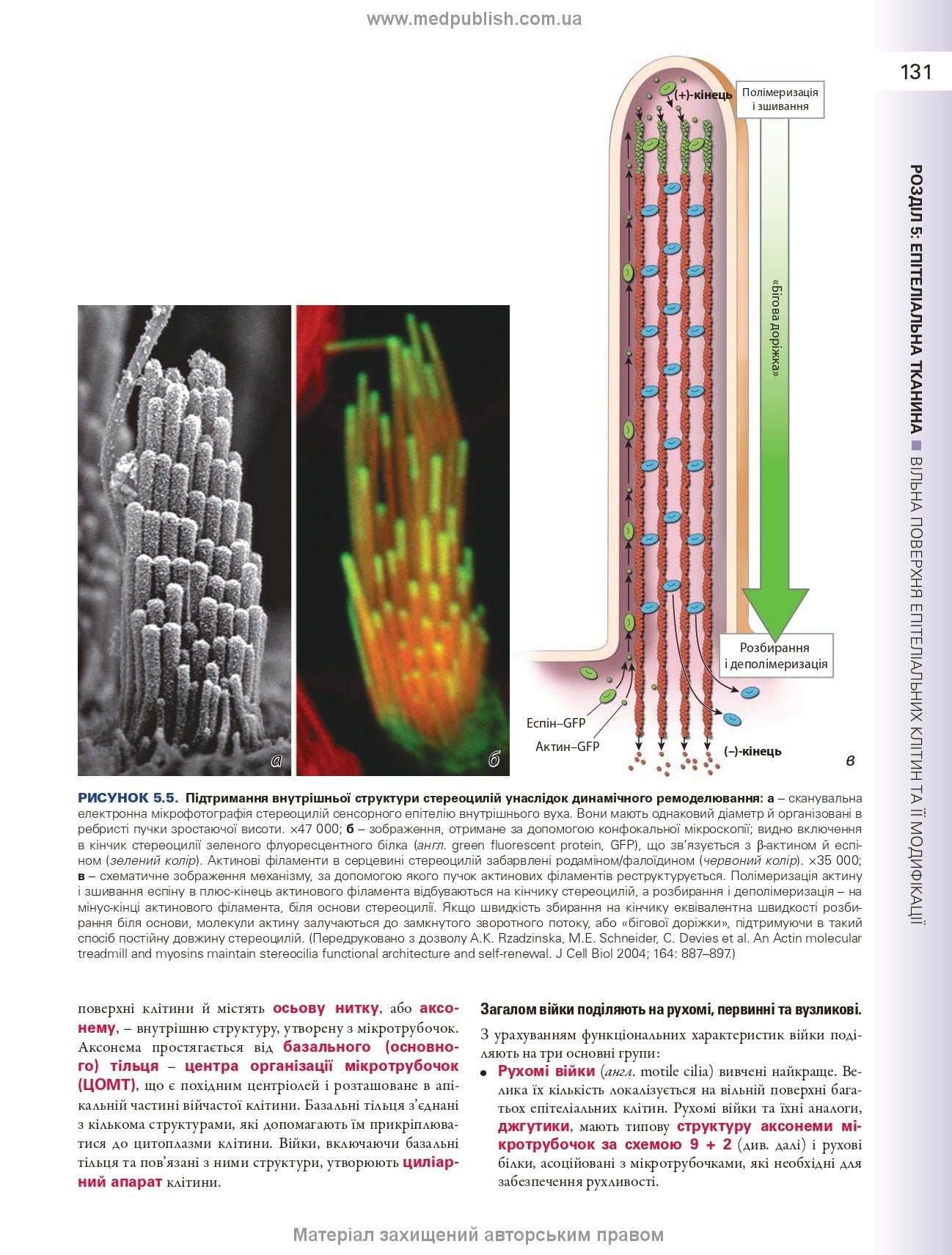 Histology: A Text and Atlas. With Correlated Cell and Molecular Biology: 8th Edition: In 2 Volumes. Volume 1 / Wojciech Pawlina, Michael H. Ross