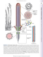 Histology: A Text and Atlas. With Correlated Cell and Molecular Biology: 8th Edition: In 2 Volumes. Volume 1 / Wojciech Pawlina, Michael H. Ross