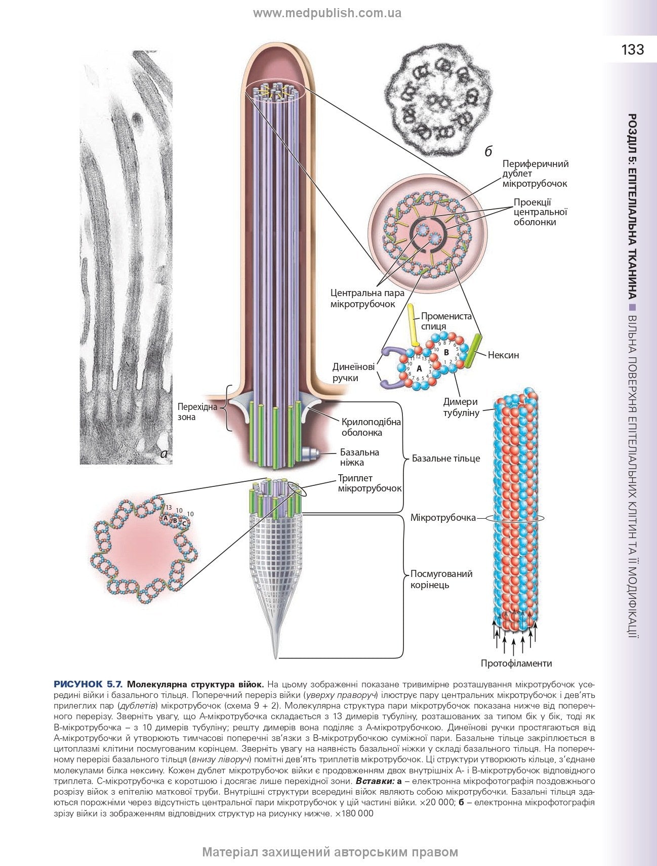 Histology: A Text and Atlas. With Correlated Cell and Molecular Biology: 8th Edition: In 2 Volumes. Volume 1 / Wojciech Pawlina, Michael H. Ross