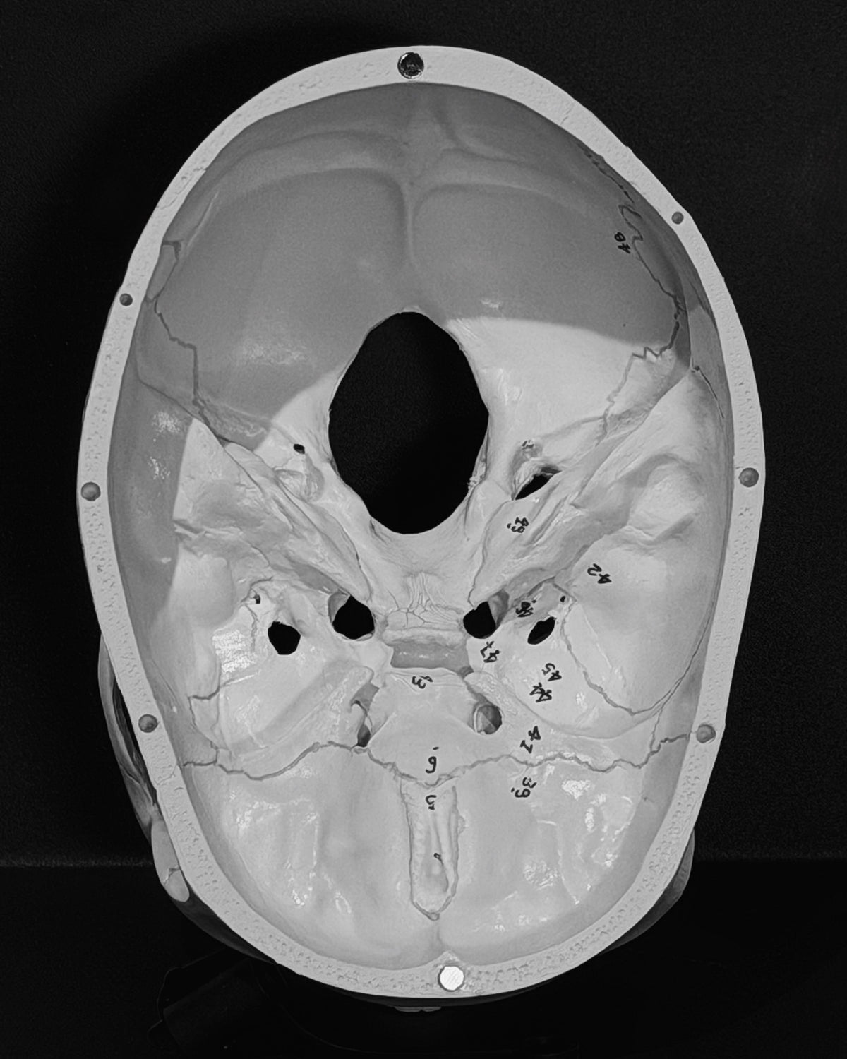 Skull layout
