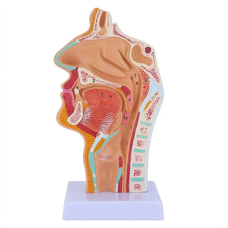 Nasal cavity model