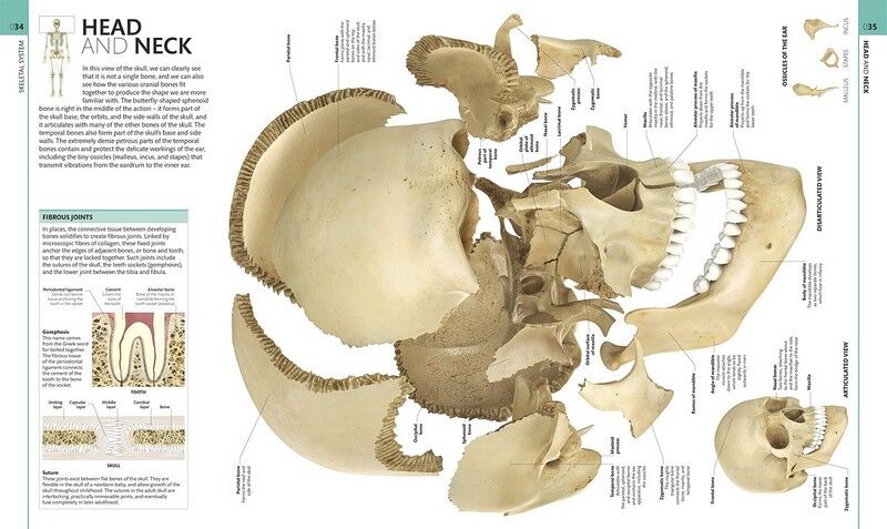 HUMAN ANATOMY | ALICE ROBERTS