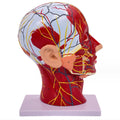 Cross-section face model