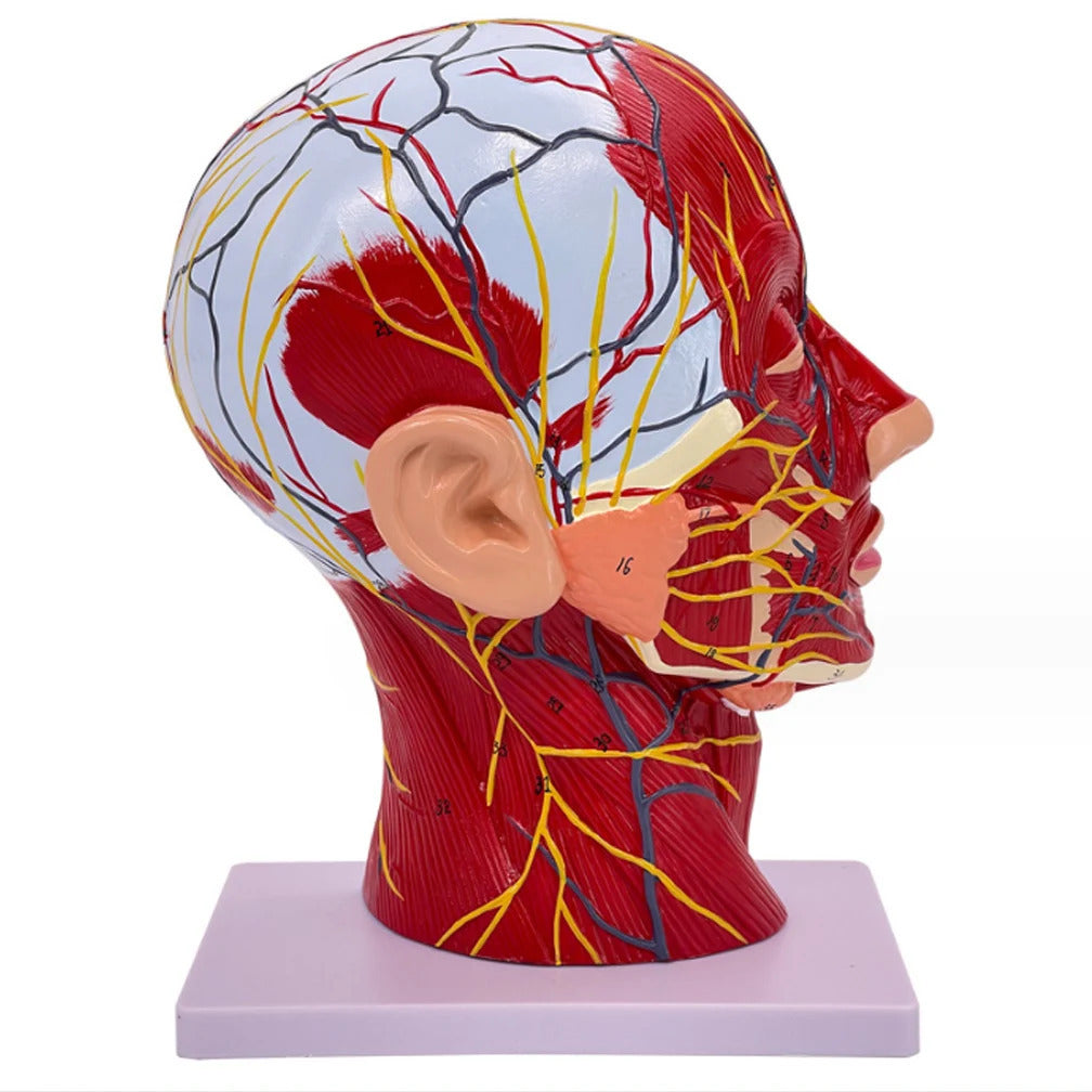 Cross-section face model