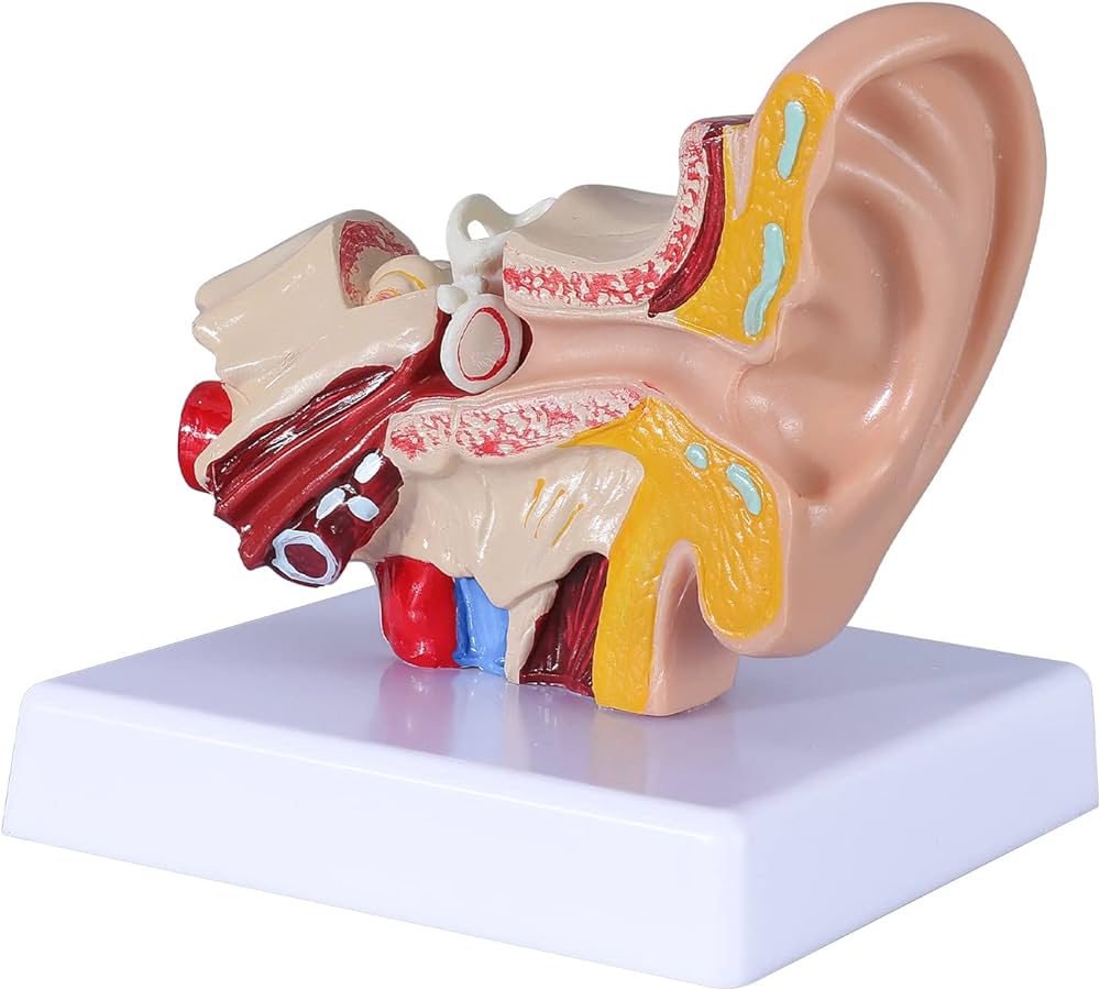 Ear model