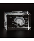 3D Glass Brain Model