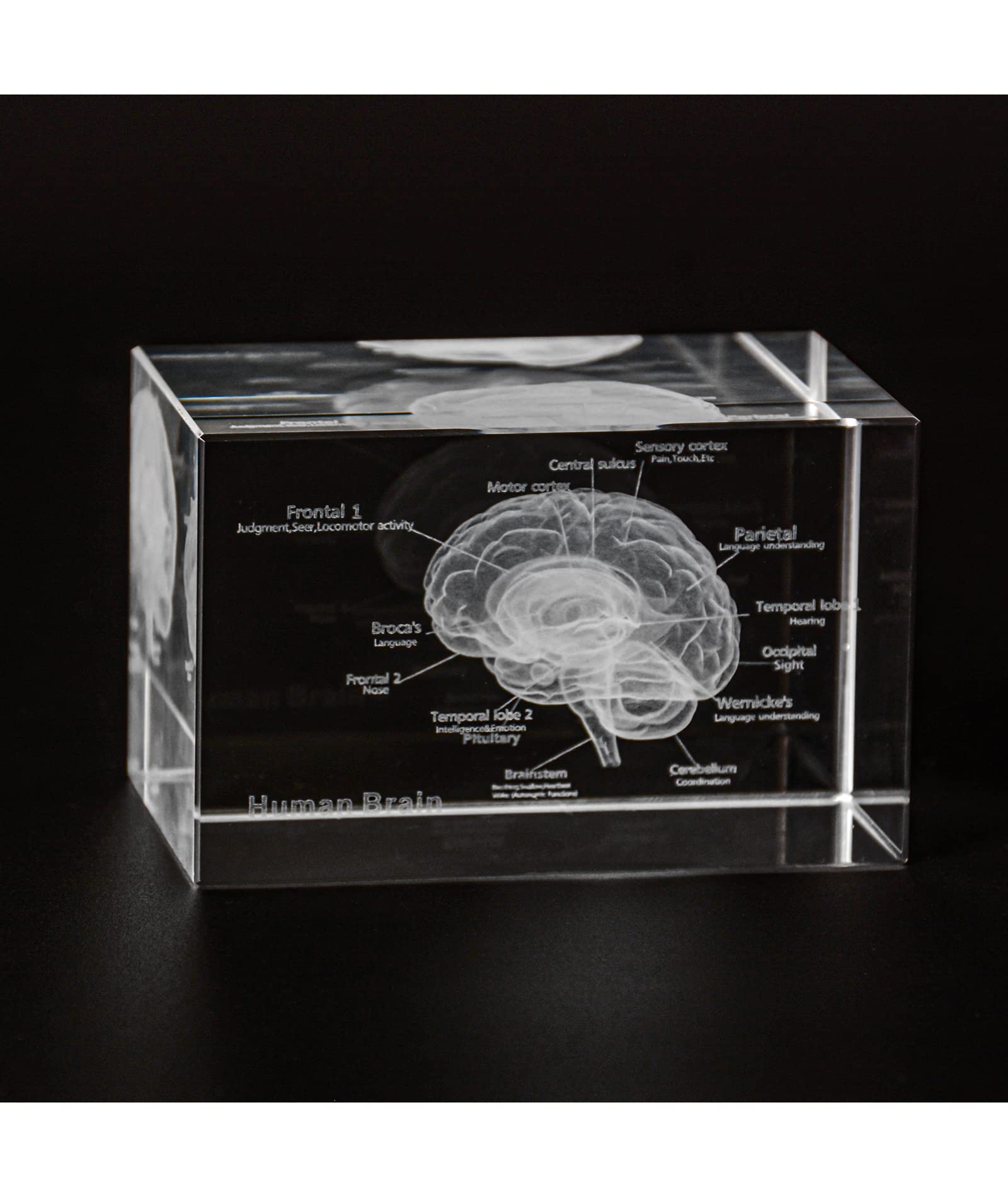 3D Glass Brain Model