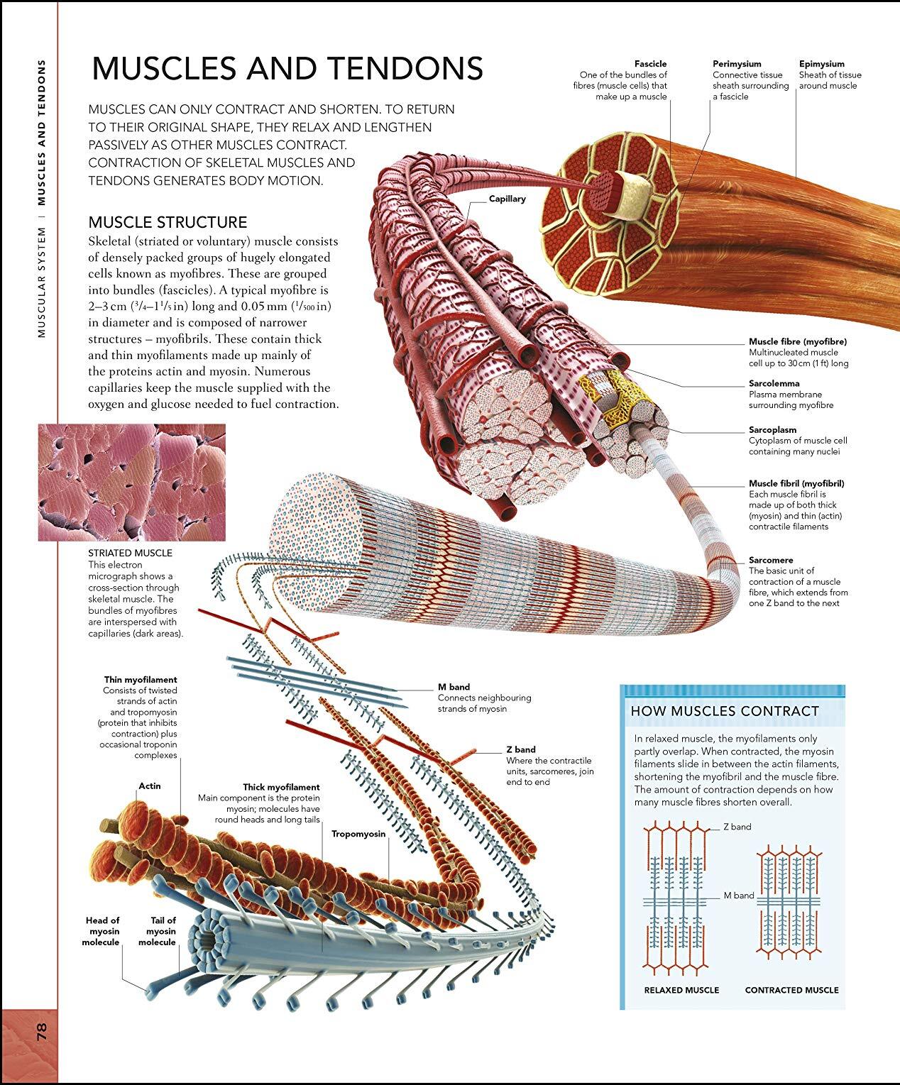 The Human Body Book / Steve Parker