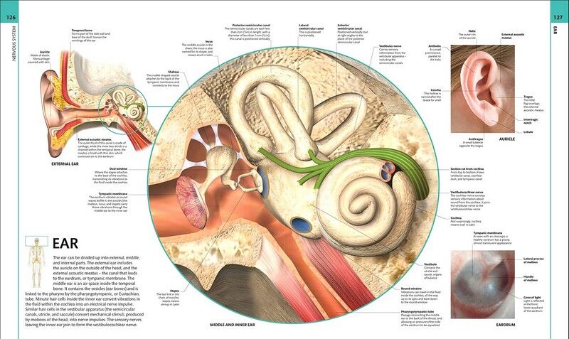 HUMAN ANATOMY | ALICE ROBERTS