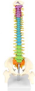 Colored spine model
