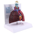 Human Lung Model