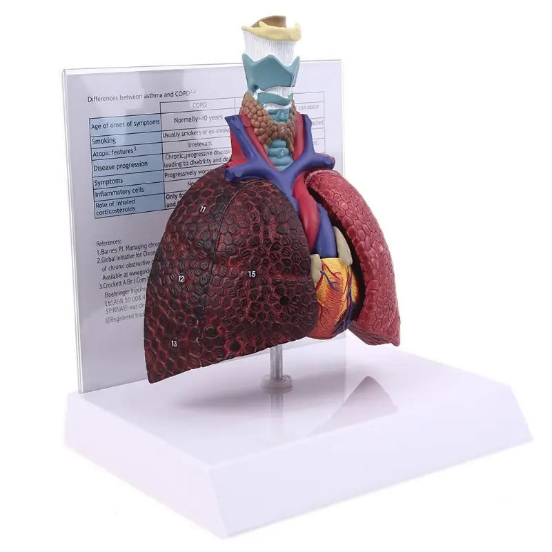 Human Lung Model