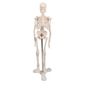 45cm Human Movable Skeleton Model