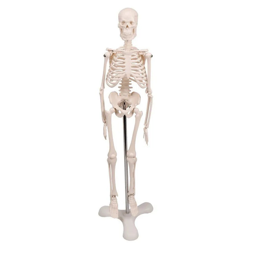 45cm Human Movable Skeleton Model