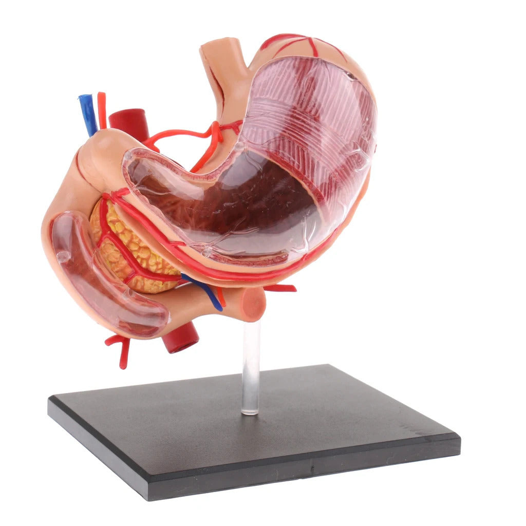 4D Stomach Model
