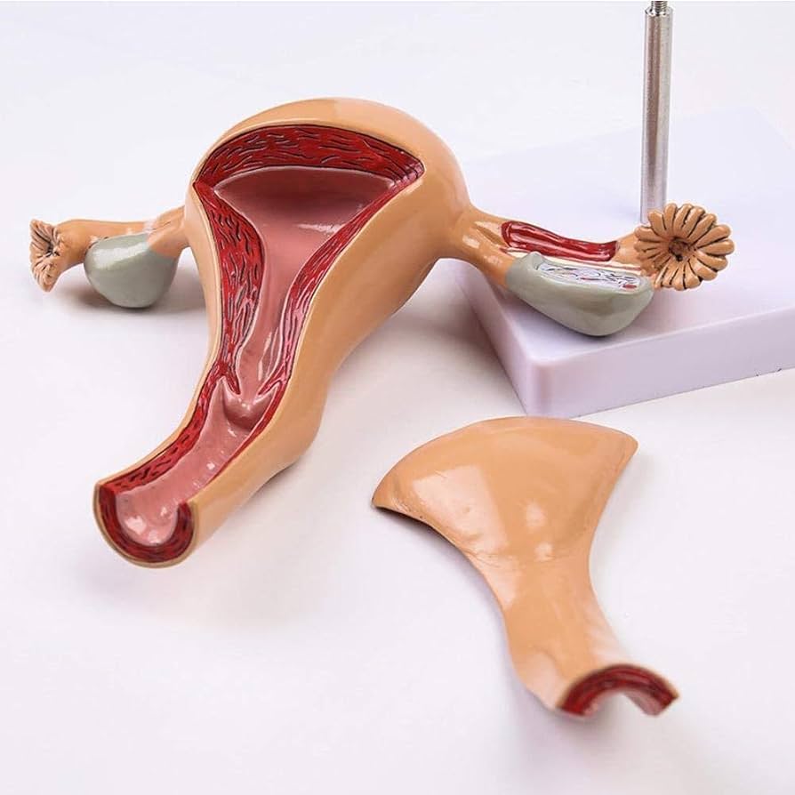 Physiological model of female organs