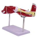 Lower Limb Model with Muscles